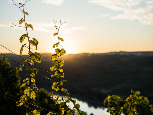 Découvrir la Moselle luxembourgeoise